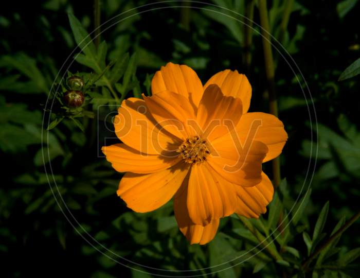 Single Orange Cosmos Flower