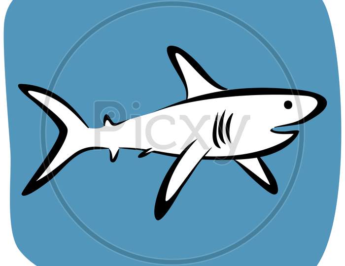 Shark Vector Drawing