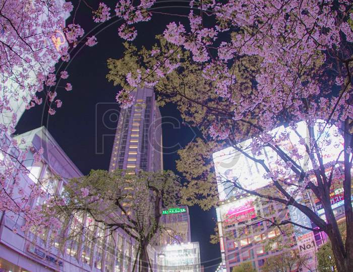 Hustle And Bustle Of Shibuya Station Of Sakura
