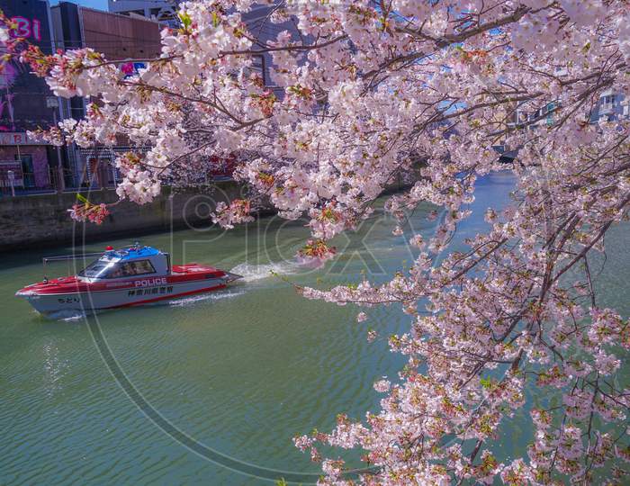 Cherry Tree In Full Bloom Of Ooka River Purobunado