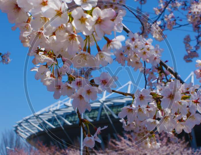 Sakura And Ajinomoto Stadium