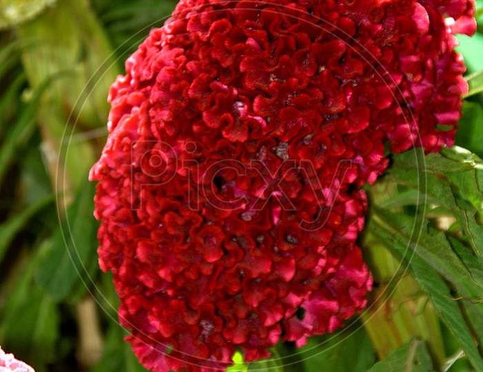 Red, Bulky Cockscomb Flower