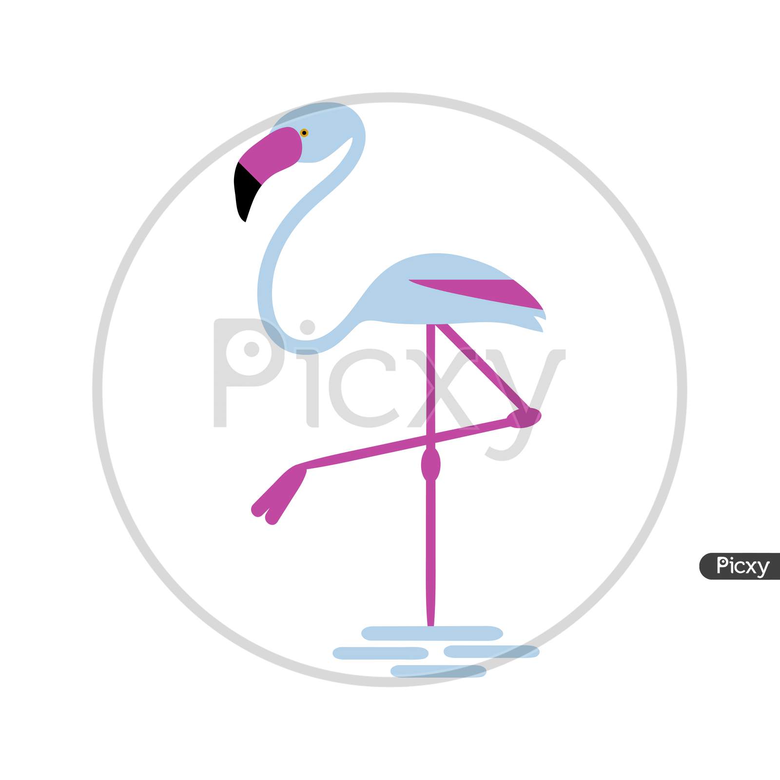 Flamingo Bird Isolated Illustration