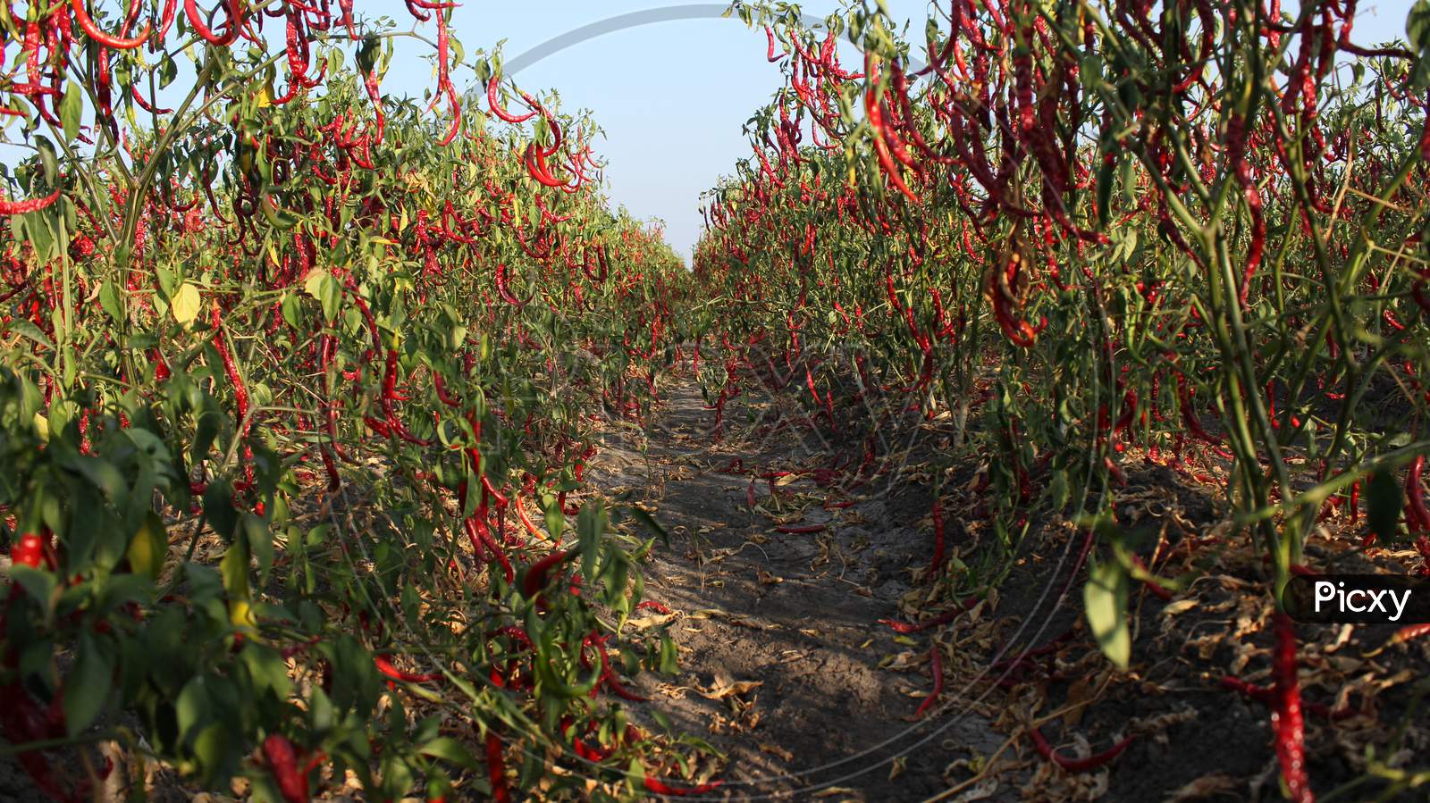 Fresh Red and Green chillies growing in agricultural field of Andhra Pradesh ,India