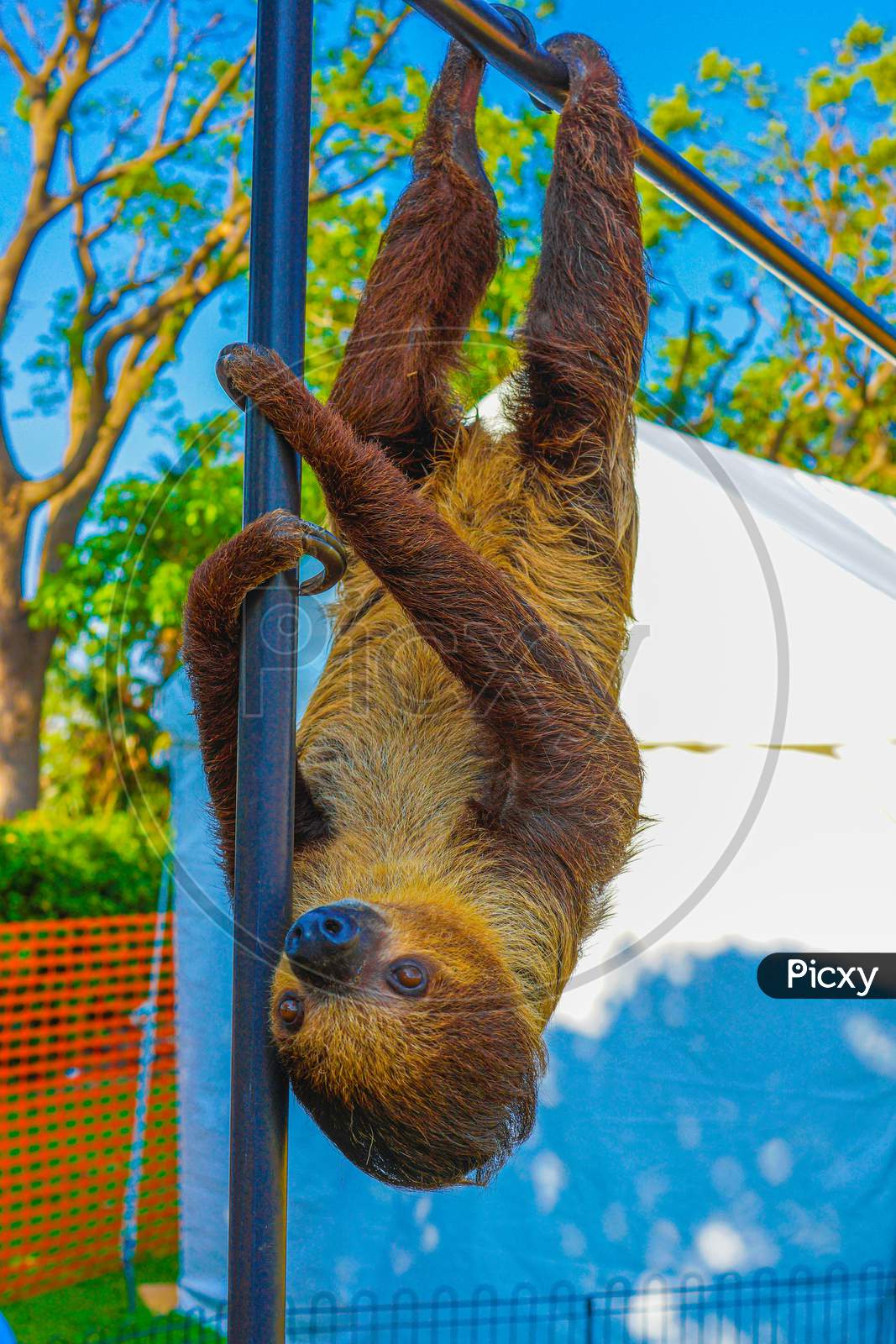 Image Of Sloth Hanging In The Bar