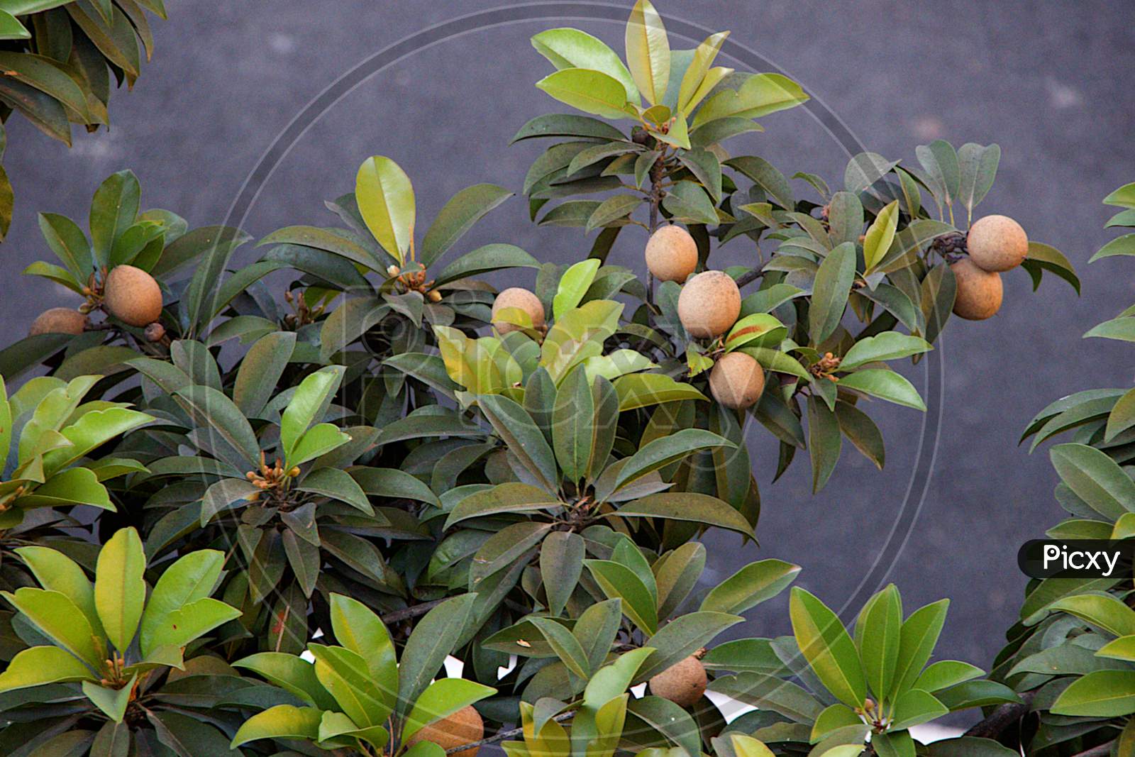 Fruits And Leaves Of Sapota Tree