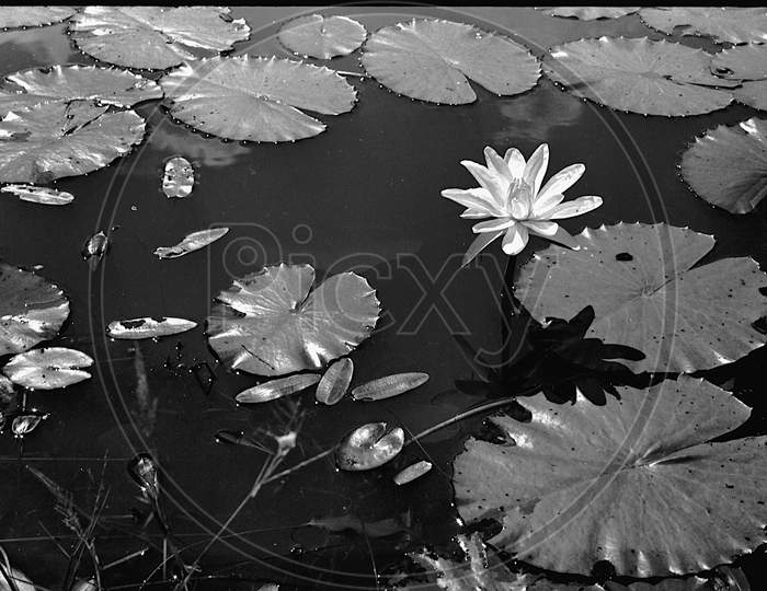 Lily Flower And Floating Leaves