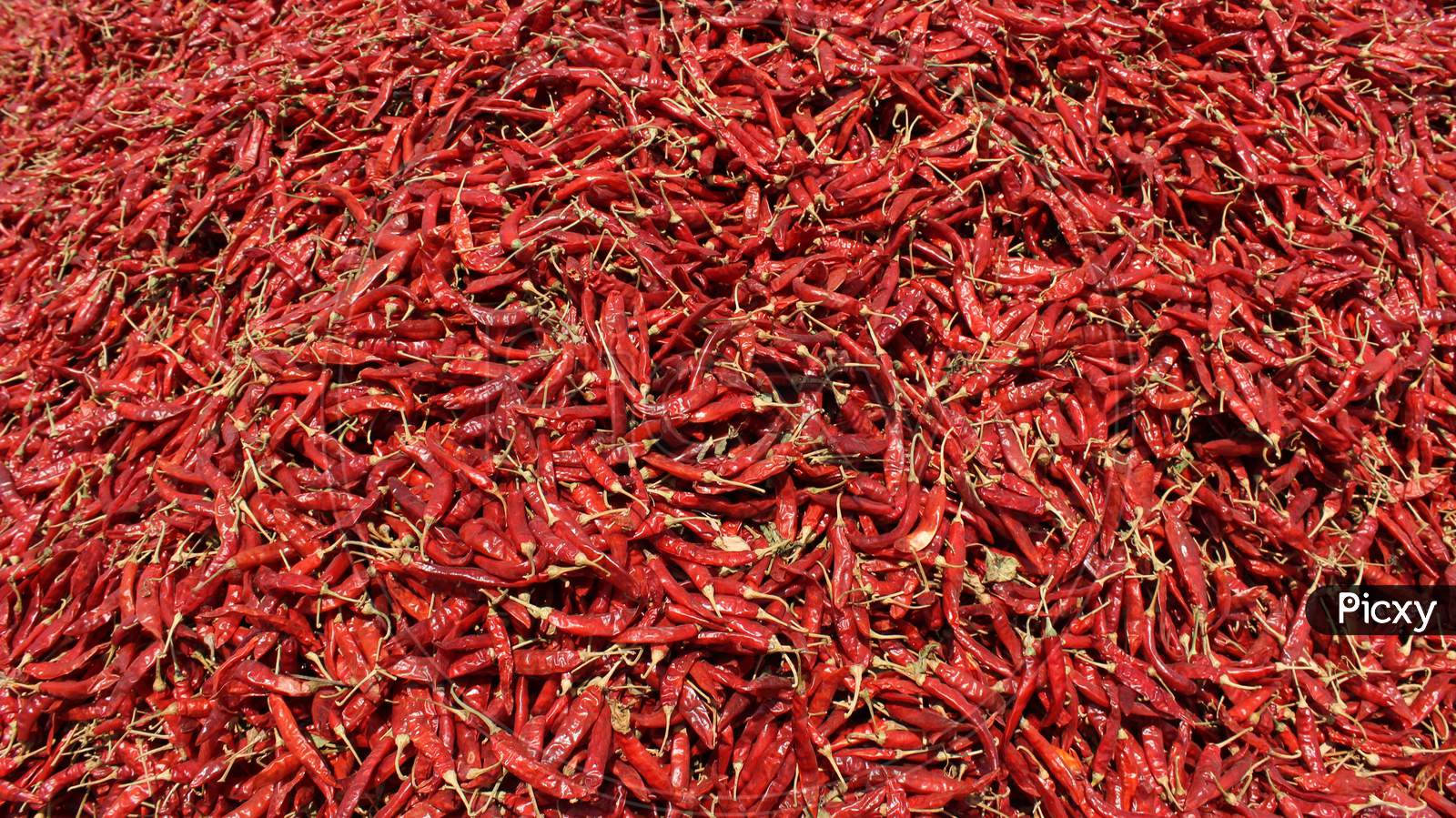 Dryin red chilli crop in field