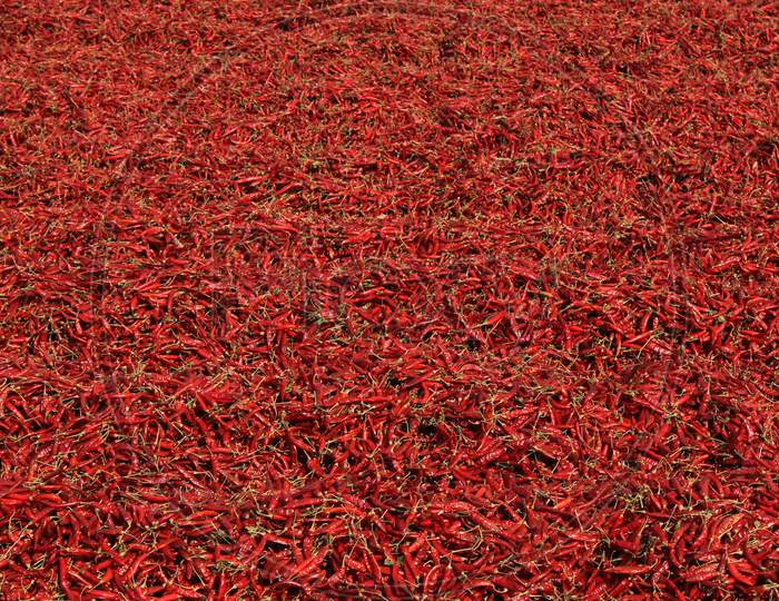 Drying red chilli crop in field