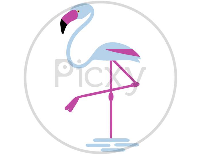 Flamingo Bird Isolated Illustration