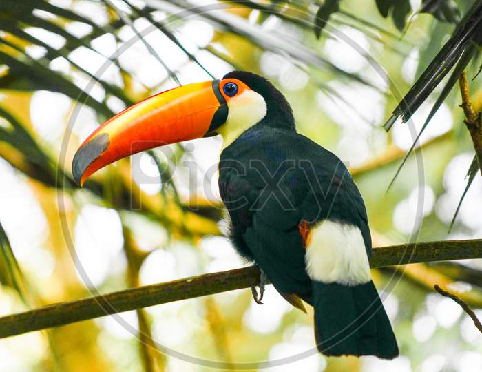 Toco Toucan (Colorful Tropical Bird)