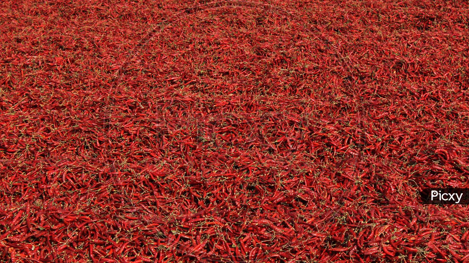 Drying red chilli crop in field
