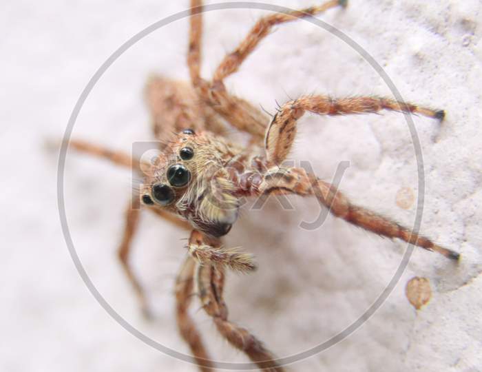 a brown jumping spider