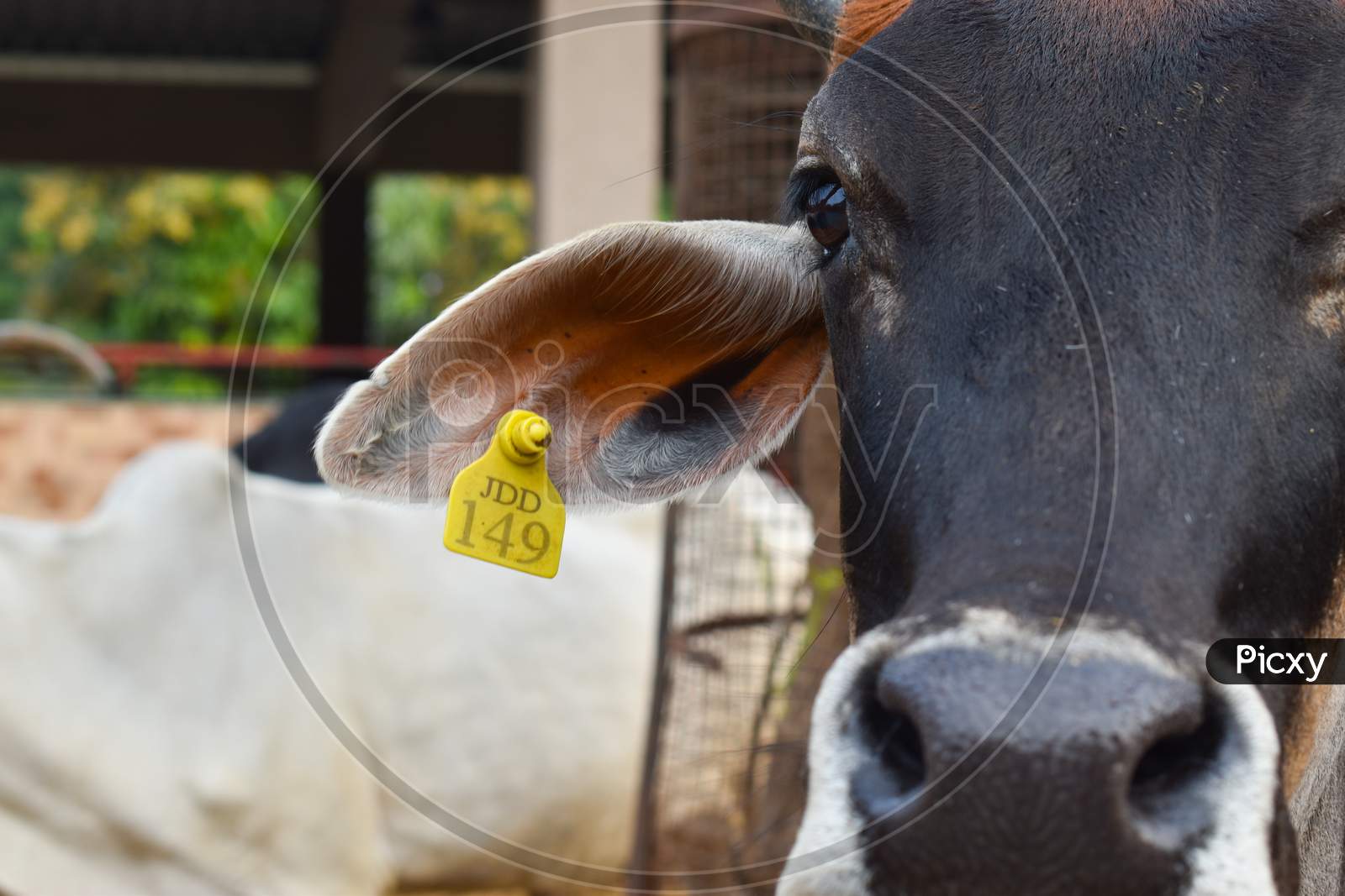 Tag On Cow Left Ear .Closeup Photo Of Indian Cow