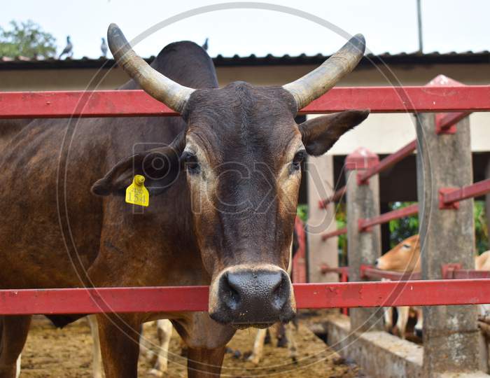 Close Up Of A Cow Head With Ear Tag And Horns