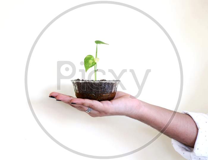 Bud seedling in hand
