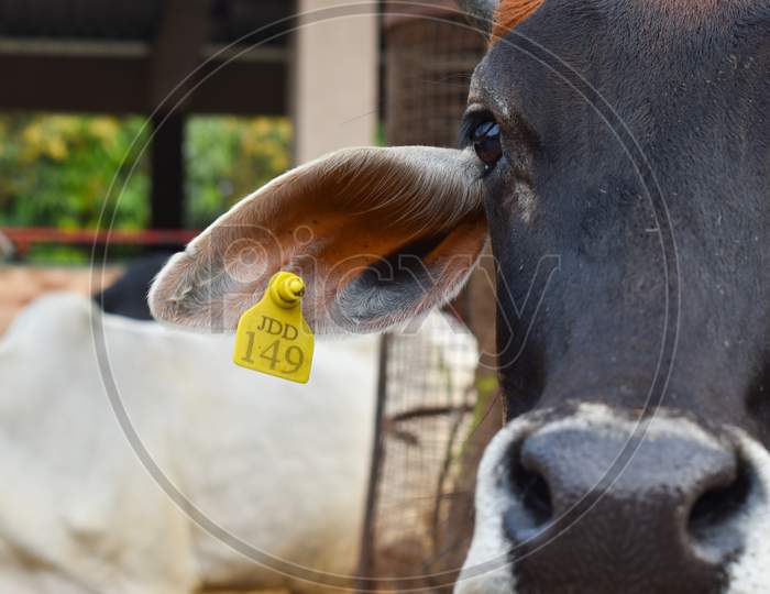 Tag On Cow Left Ear .Closeup Photo Of Indian Cow