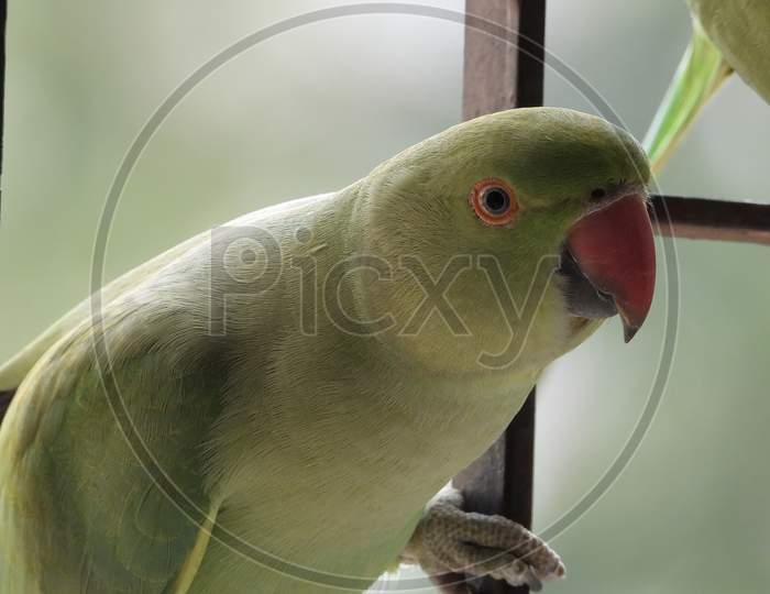 Portrait of female rose ring parakeet
