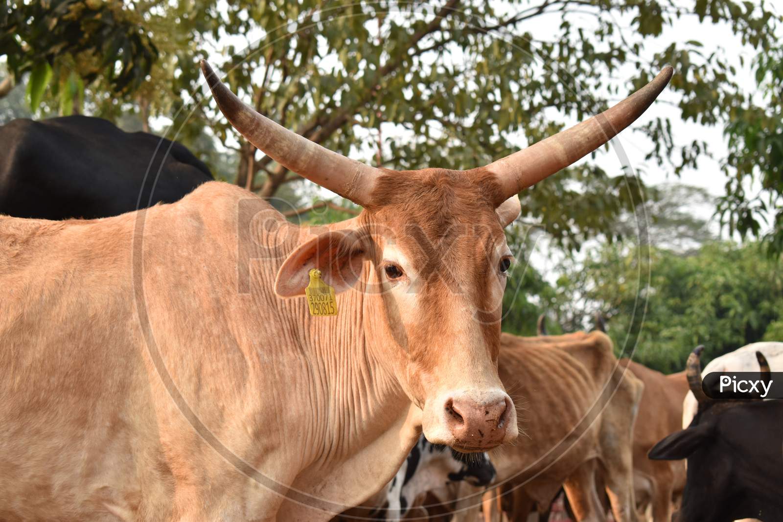 Indian Brown Cow With Big Horns And Ear Tag On Left Ear Looking Straight In Camera