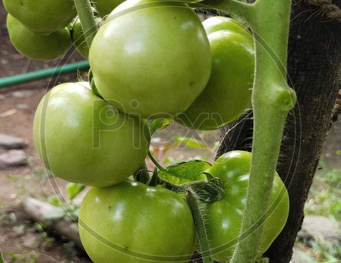 Fruit of tometo