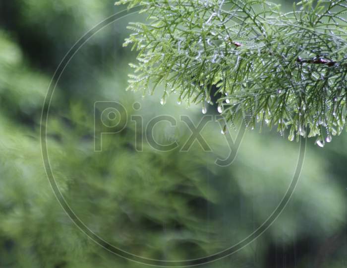 Closeup Of Pine Tree Leaves With Shallow Depth