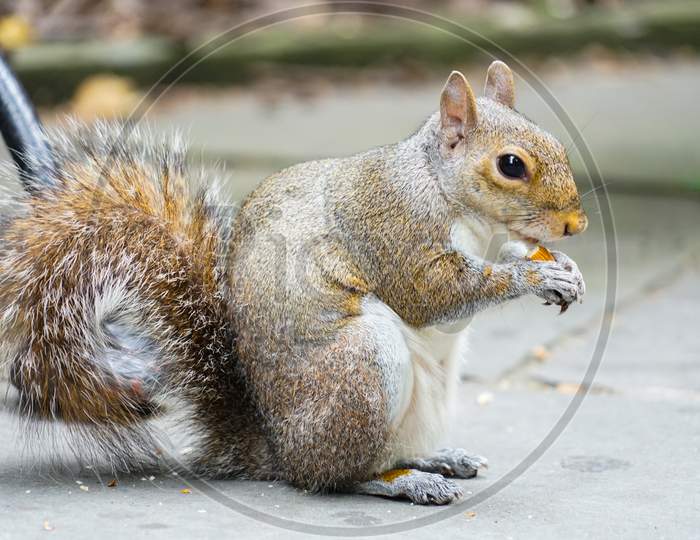 Squirrels Eating Acorns