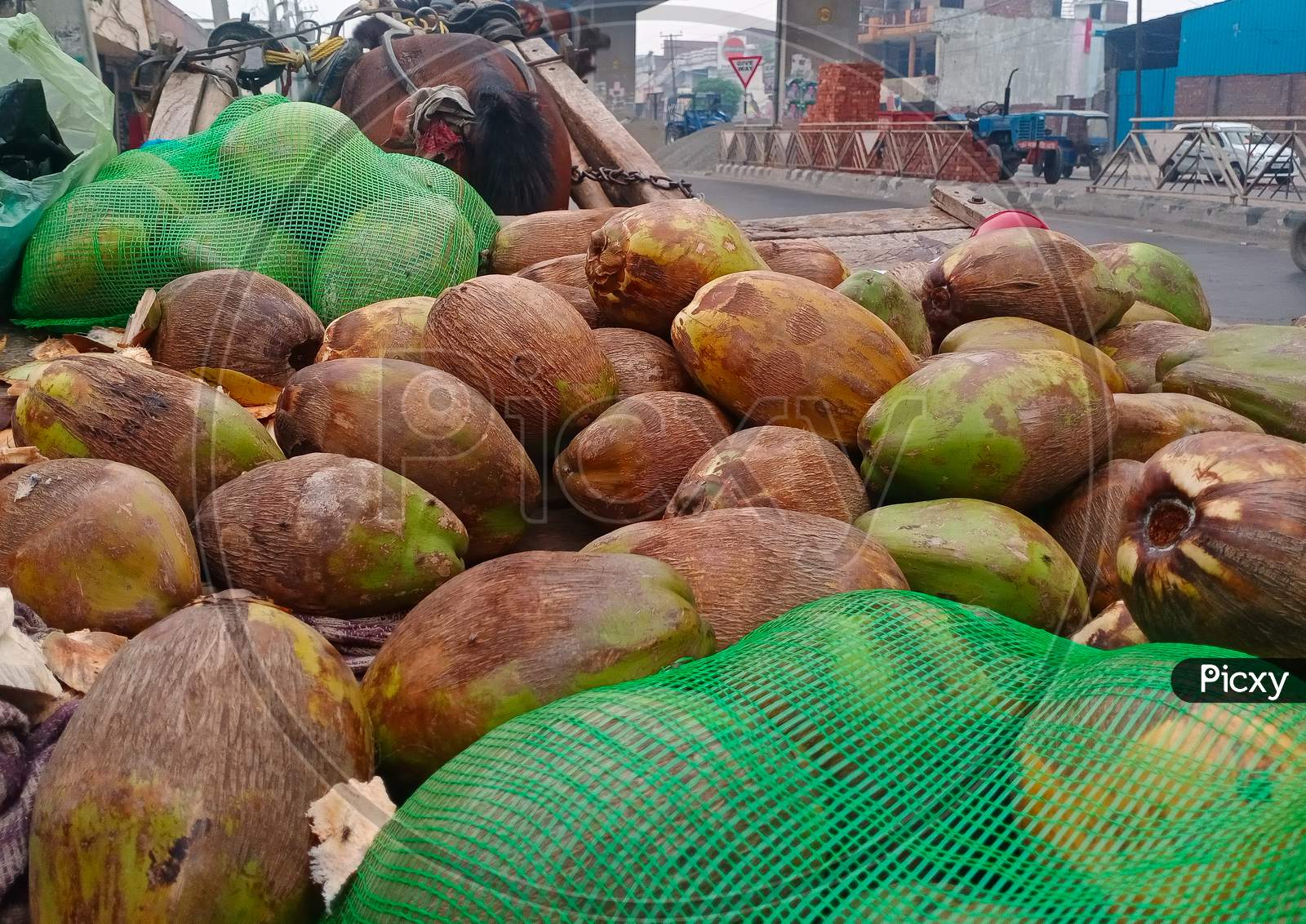 Lots of Green Coconuts on Horse Watch, Selling by  seller on the  road side