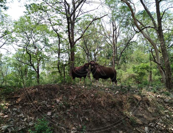 Wild gaur couple
