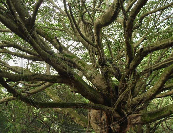 Fascinating Branch Formation In A Tree