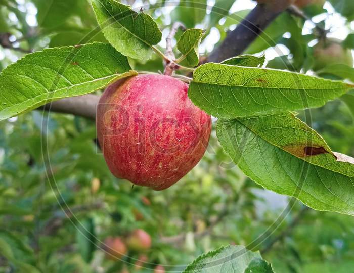 Apple In Himachal Pradesh.The Best Quality Of Apples Are Grown In The Upper Most Reaches Of The State.