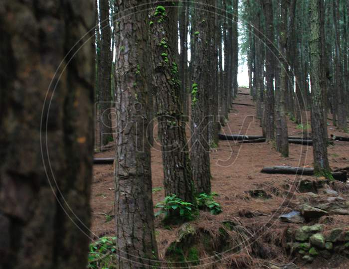 Pine Trees In A Hillside