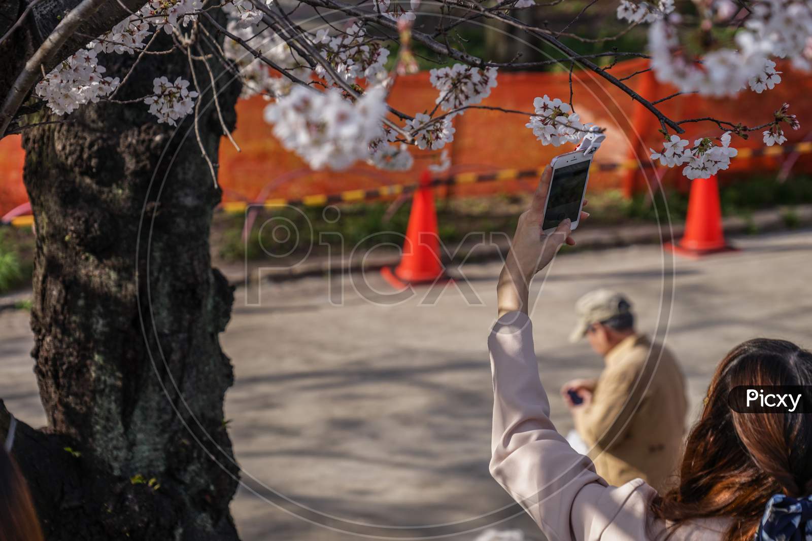 Woman Taking A Cherry Blossom Of Sumida Park