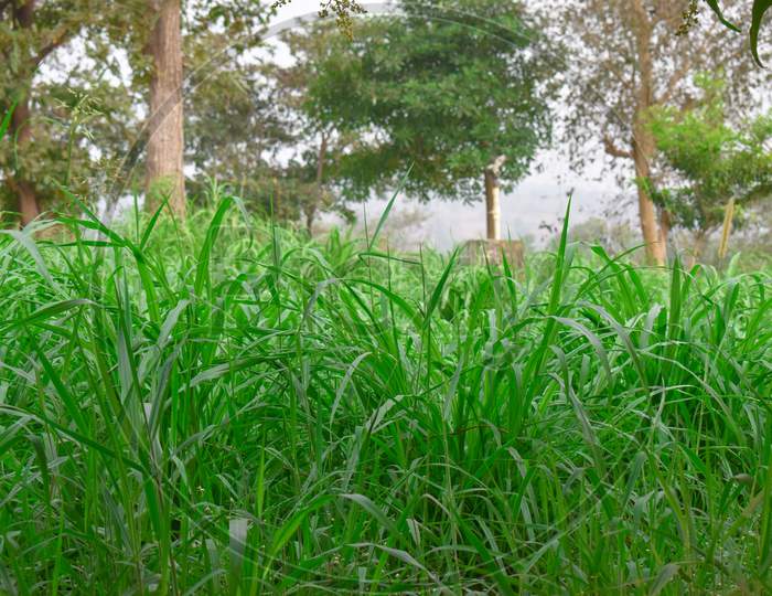 Animal Feed Grass. Seed Sorghum Sudan Grass For Cow And Goat
