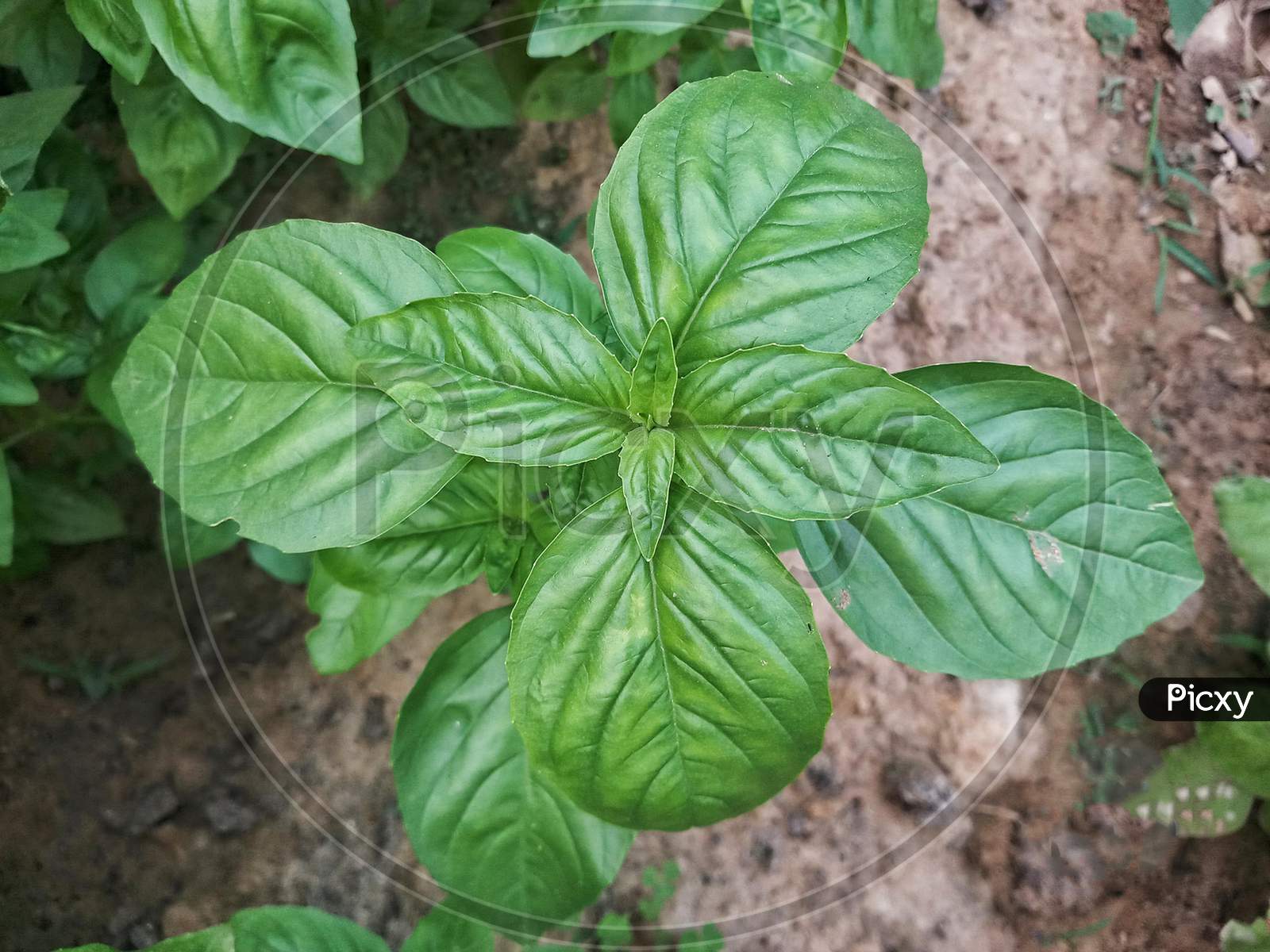 Sweet Basil Is The Most Popular And Widely Used Culinary Herb