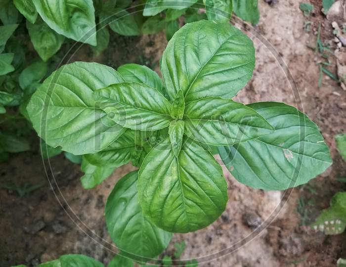 Sweet Basil Is The Most Popular And Widely Used Culinary Herb