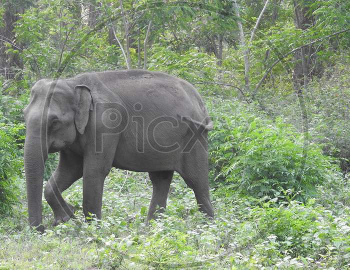 Elephant cub in South Indian forest