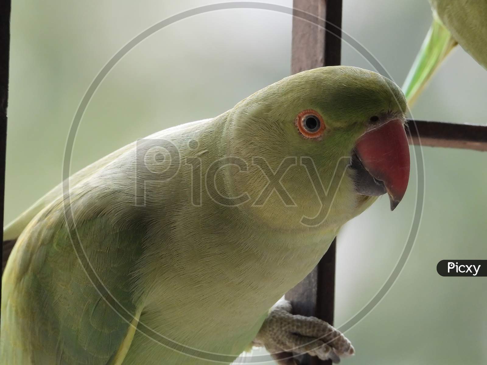 Portrait of female rose ring parakeet