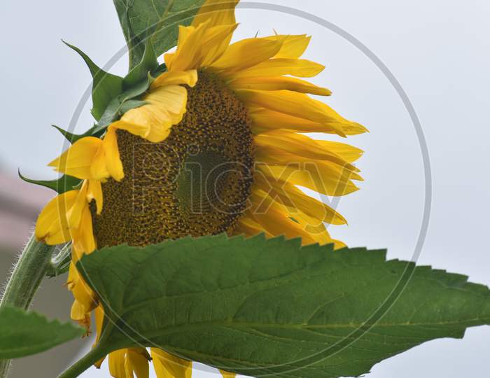 Sun flower is waiting for sun⛅