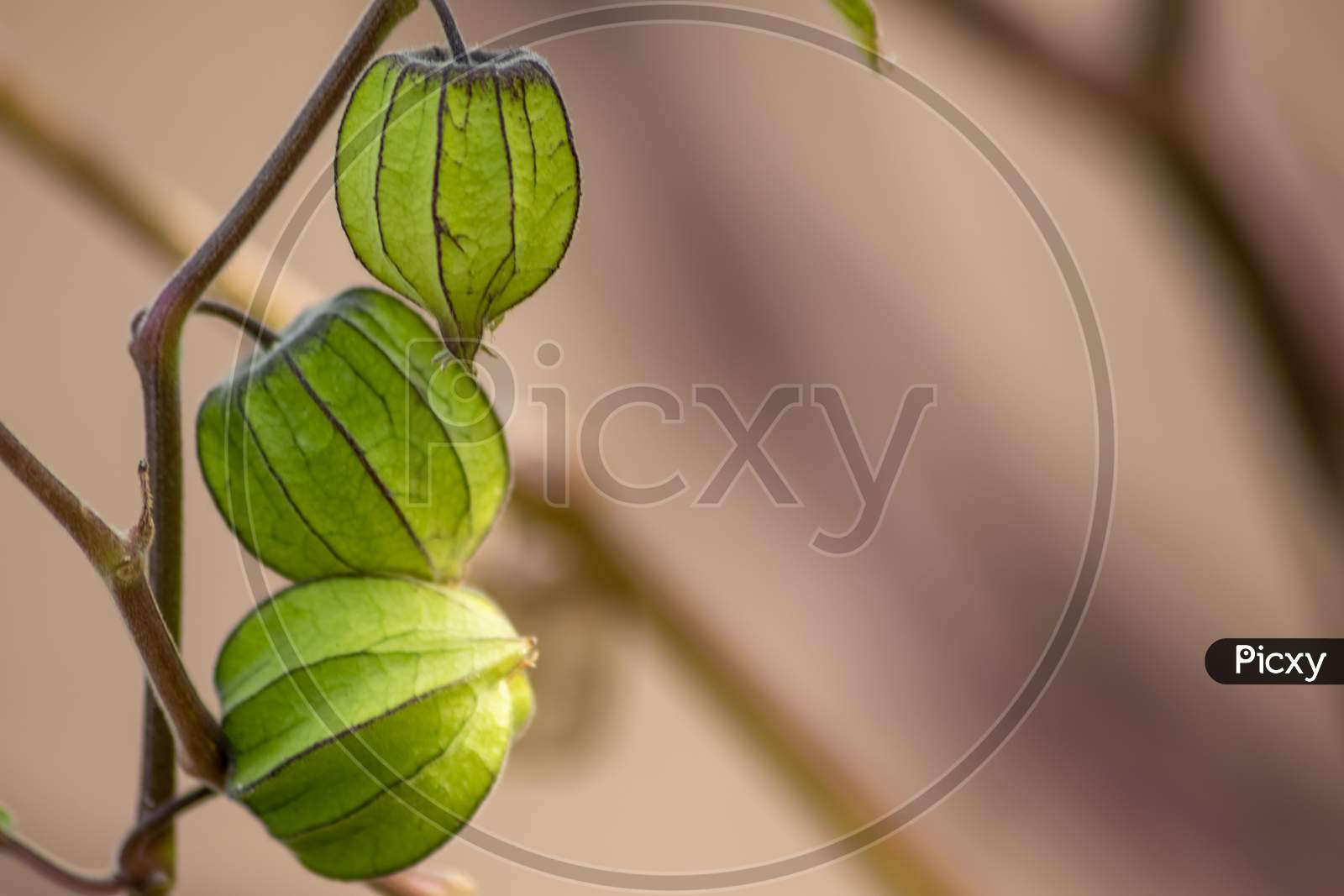 Beautiful green physalis ripening as home grown healthy fruit with filigree veins of the green physalis shell shows translucent organic fruit cage as macro closeup