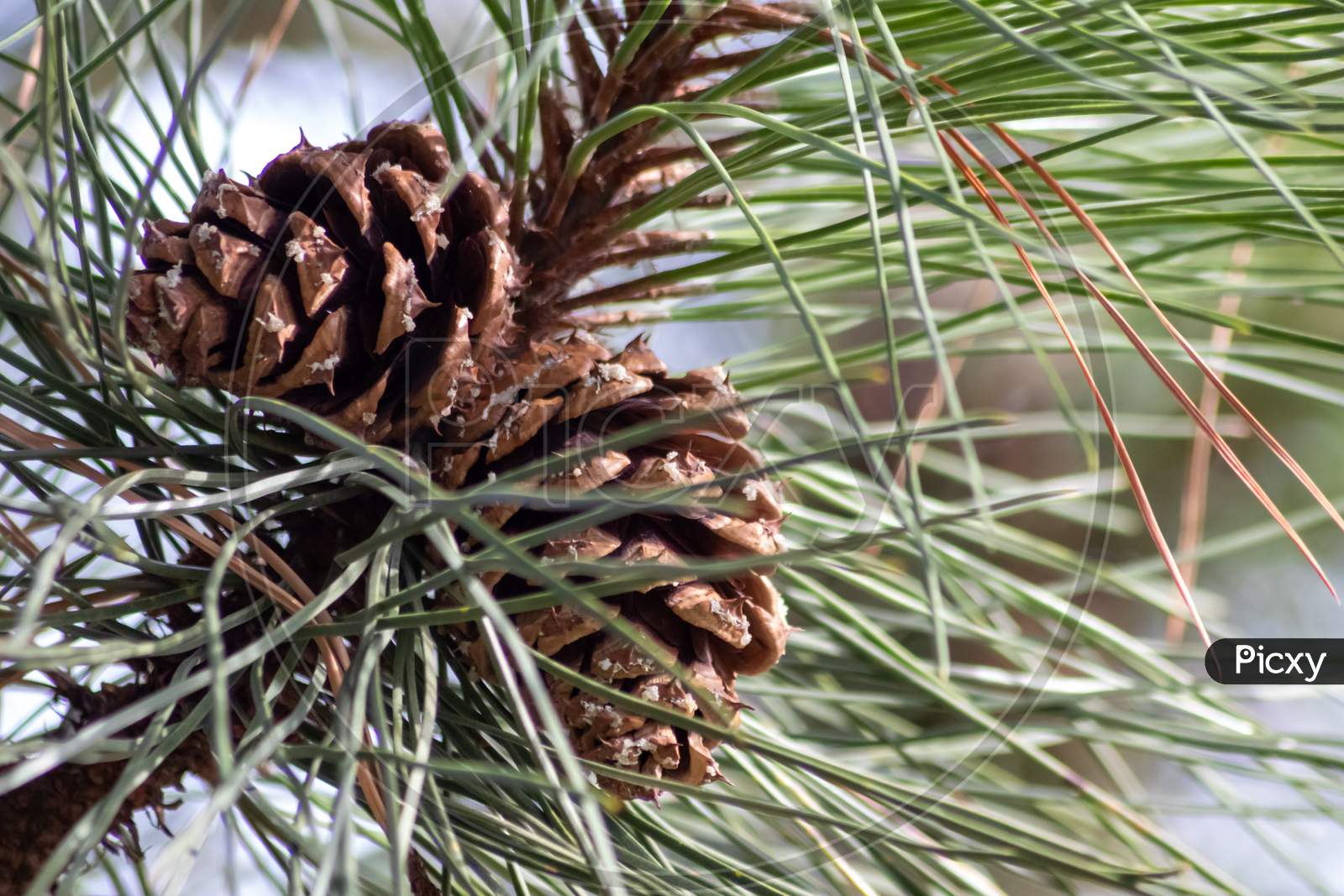 Premium Photo  A growing ripe small pine cones close-up