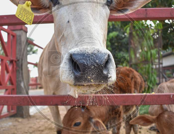 Close Up Of Cow Nose( Nostrils) And Mouth With Whiskers