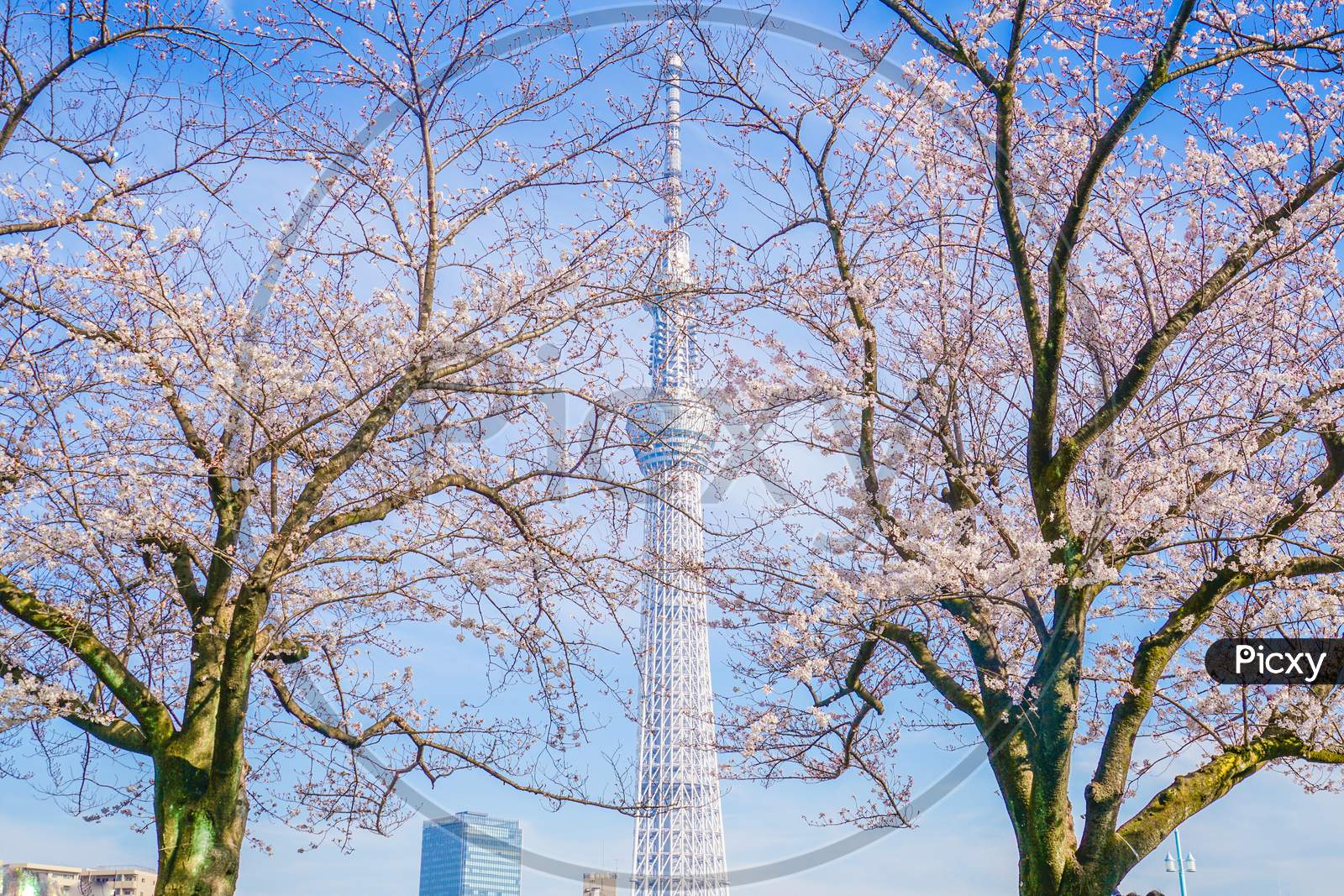 Tokyo Sky Tree And Sakura