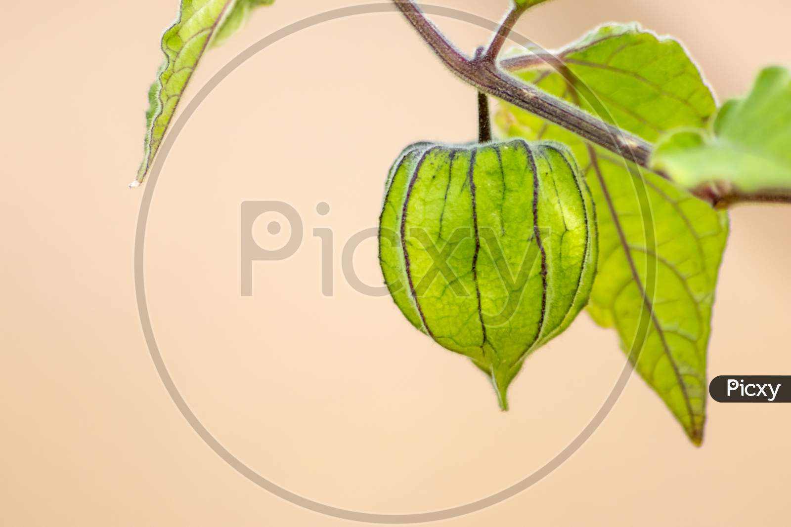 Beautiful green physalis ripening as home grown healthy fruit with filigree veins of the green physalis shell shows translucent organic fruit cage as macro closeup