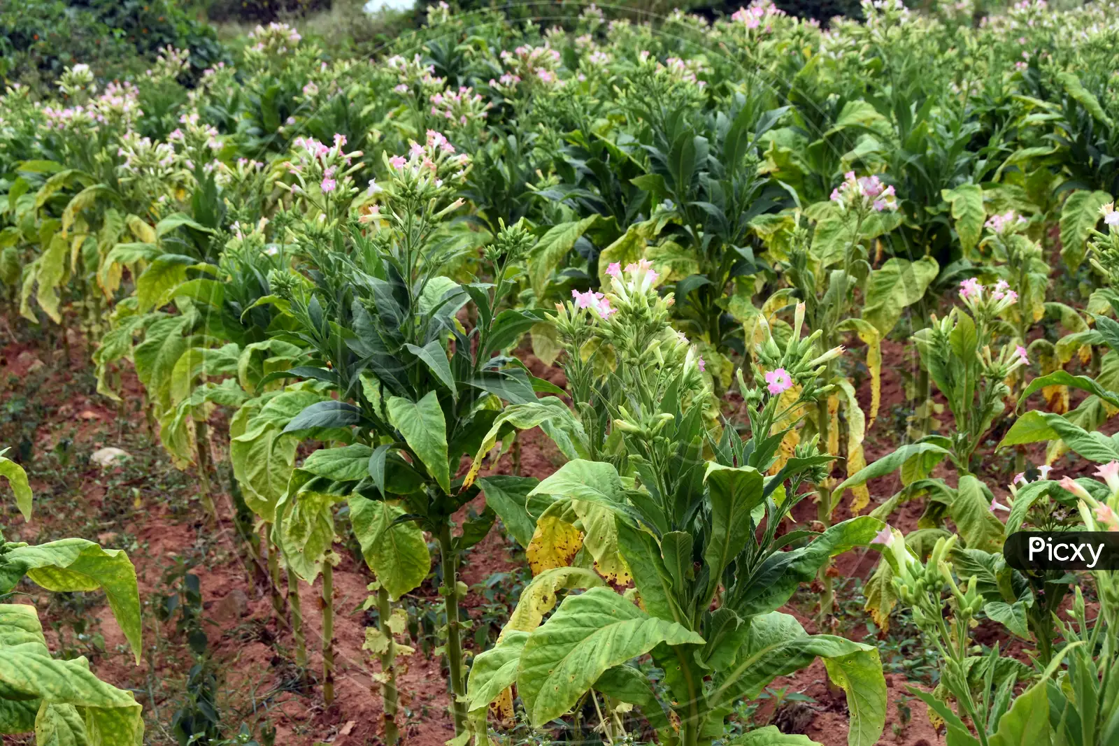 can you ship tobacco products internationally Shipping tobacco overseas. How to ship tobacco internationally