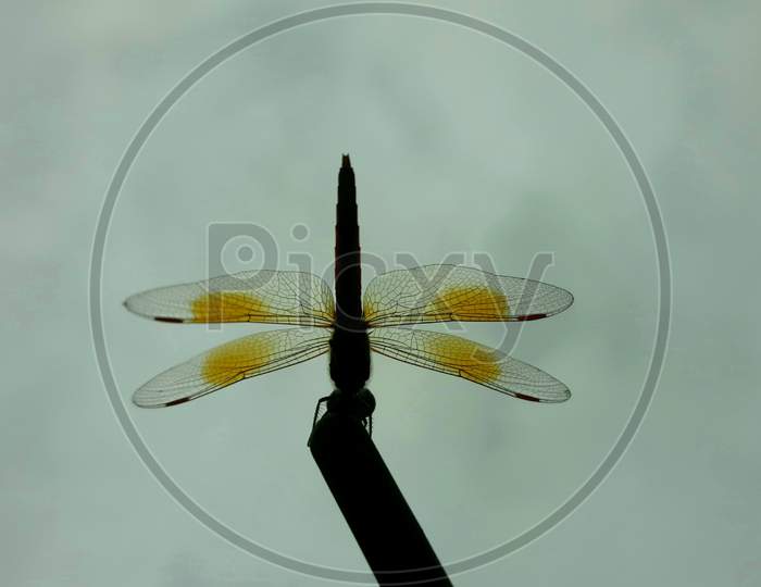 Portrait of a Dragon fly