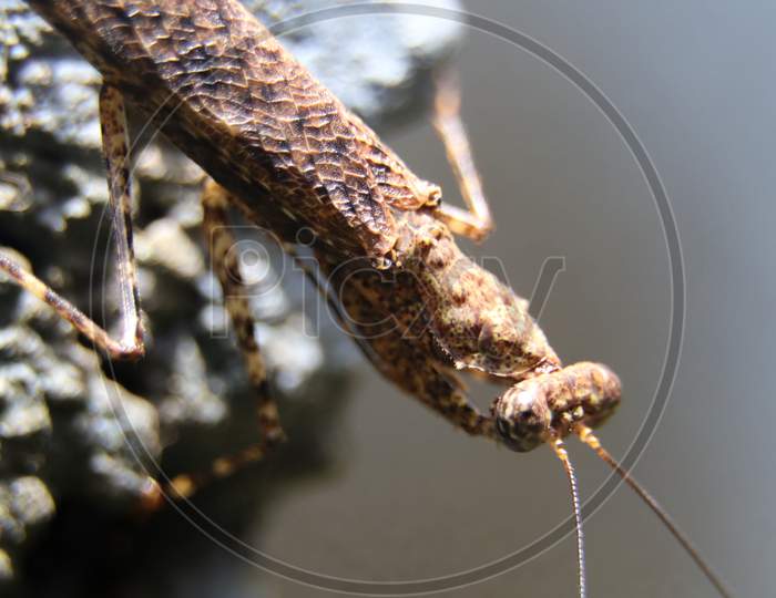a brown praying mantis