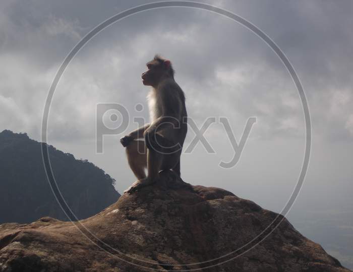 Monkey over hilltop