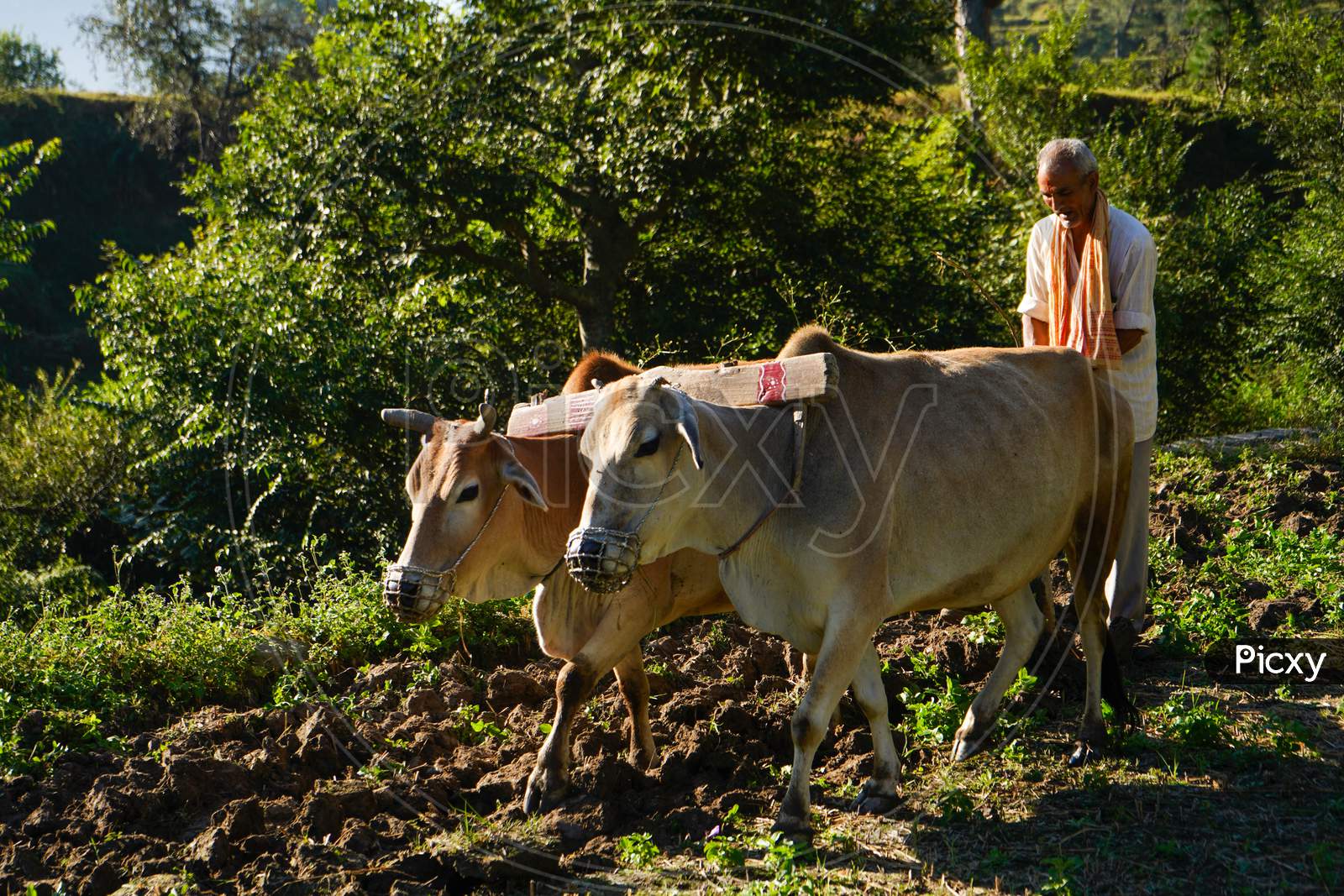 Almora,Uttarakhand, India- October 15 2021 - Indian Farmer Ploughing Rice Fields With A Pair Of Oxes Using Traditional Plough At Sunrise.Indian Farmer Working In The Fields.