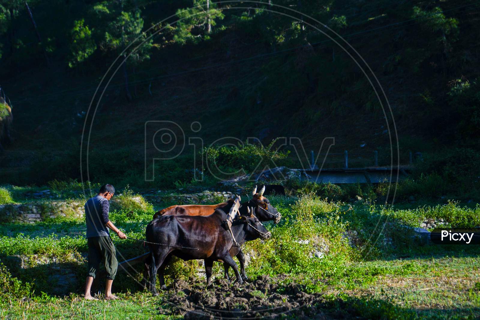 Indian Farmer Ploughing Rice Fields With A Pair Of Oxes Using Traditional Plough At Sunrise.Indian Farmer Working In The Fields.