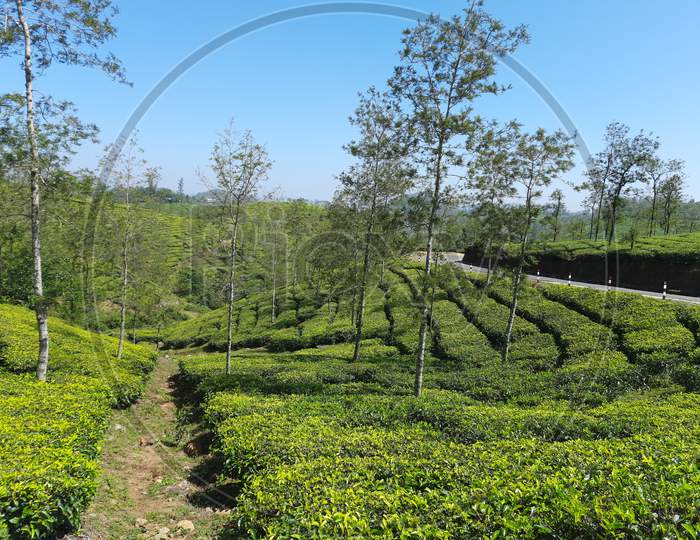 Tea plantation in India